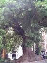 Gölgeağacı Phytolacca Bellasombra