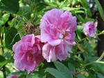 Gül Rosa Sp.
