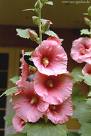 Gülhatmi , Gülfatma Alcea Rosea