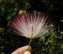 Gülibrişim Albizia Julibrissin Durazz