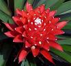 Guzmania Lingulata Minor