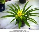Guzmanya Guzmania Lingulata Minor