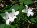 Hakiki Yasemin Jasminum Officinale