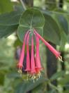Hanımeli Lonicera Sempervirens