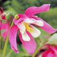 Hasekiküpesi Aquilegia Hybrida
