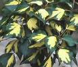 Hedera Helix (Gold Heart)