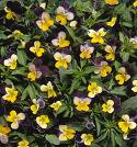 Hercai Menekşe Viola Tricolor