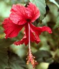 Hibiscus Rosa Sinensis