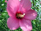 Hibiscus Syriacus