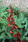Horozibiği Ağacı , Mercanağacı Erythrina Crista - Galli