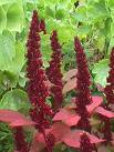 Horozibiği Celosia Argentea