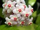 Hoya Carnosa