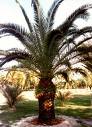 Hurma Palmiye Phoenix Canariensis