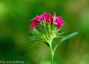 Hüsnüyusuf Dianthus Barbatus L.