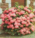 Hydrangea Hortensis