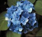 Hydrangea Macrophylla
