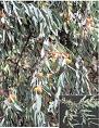 İğde Elaeangnus Angustifolia Var Orientalis L.
