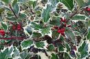 Ilex Aquifolium (Elegantissima)