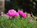 İpek Çiçeği Portulaca