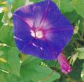 Ipomoea Purpurea Learii