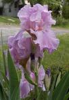 Iris Germanica