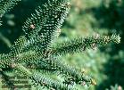 İspanya Göknarı Abies Pinsavo