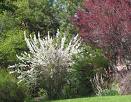 İspirya - Keçi Sakalı Spirea Sp.