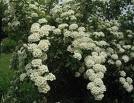 İspirya , Keçisakalı Spiraea Vanhouttei