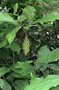 İzmir Mimozası Acacia Retinoides Schlecht