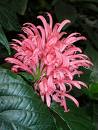 Jakobinia Carnea