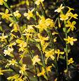 Jasminum Nudiflorum