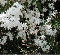 Jasminum Officinale