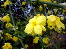 Jasminum Primulinum