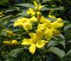 Jasminum Revolutum