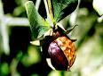 Jojoba Jojoba