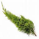 Juniperus Chinensis