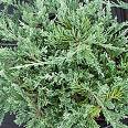 Juniperus Horizantalis - Juniperus Sabina