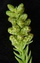 Kadife Çamı Cryptomeria Japonica