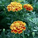 Kadife Çiçeği Tagetes Erecta