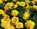 Kadife Çiçeği Tagetes Patula