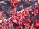 Kadın Tuzluğu Berberis Linearifolia
