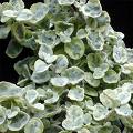 Kağıt Çiçeği Helichrysum
