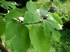Kağıtdutları Broussonetia Papyrifera