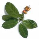 Kahve Coffea Arabica