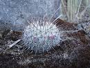 Kaktüsler Cactus Sp.