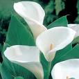 Kala Zantedeschia Aethiopica