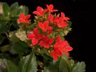 Kalanchoe Blossfediana