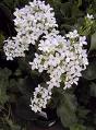 Kalanşo Kalanchoe Blossfediana