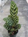 Kalathea Calathea