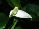 Kalla , Yılanotu Calla Palustris